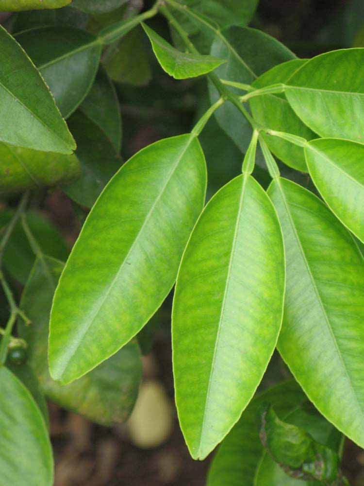              Unifoliolate leaf (Riverside, CA)       